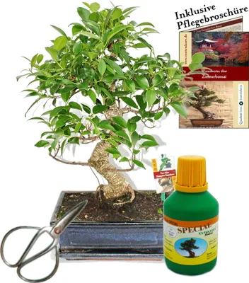 Obrázok produktu pre Bonsai Chin. Figovník Ficus retusa cca 10 rokov 25cm kvetiná? Dar?eková sada s nožnicami a hnojivom
