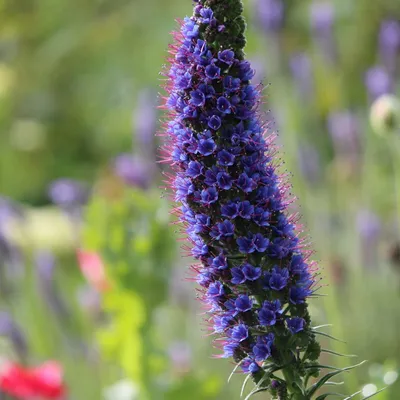 Produktbild von Stolz von Madeira (Echium fastuosum) - 20 Samen