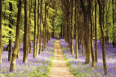 Produktbild von Woodland Fotoposter Weg Motiv 91,5x61 cm