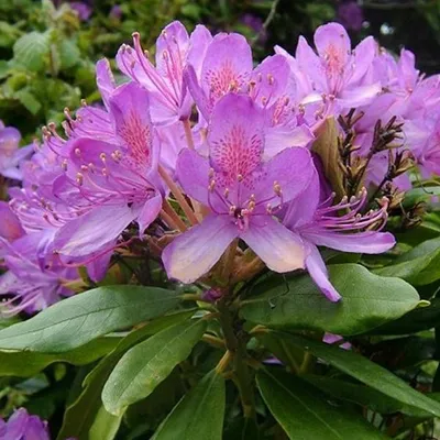 Obrázek produktu pro Rhododendron ponticum | 40–60 cm v kontejneru