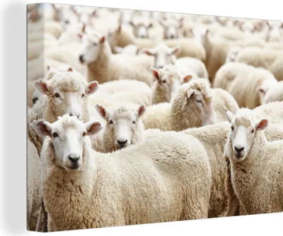 Zdjęcie produktu dla MuchoWow® - Obraz na płótnie - Owca - Wełna - Biały, fototapeta, dekoracja ścienna, obrazy do salonu, 90x60cm