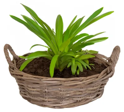 Produktbild von Mega Collections Pflanzen-/blumenkorb Levi - Rattan - hellbraun - 35x13 cm