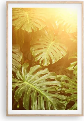 Produktbild von Gerahmtes Poster - Rahmen in heller Eiche - Blätter Monstera Licht - 61x91,5 cm - Wand Bild - Wanddeko - Wandbilder - Kunstposter - Wandposter - Bilderrahmen - Bilder - Kunstdruck - P2NPA61x91-4540
