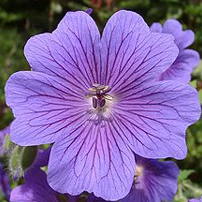Produktbild von 6 x Storchschnabel - Geranium magnificum  | Topf 9cm x 9cm