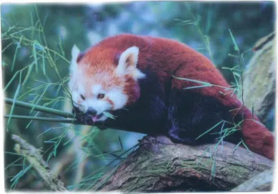 Produktbild von 3 D Ansichtskarte roter Panda, Postkarte Wackelkarte Hologrammkarte Katzenbär