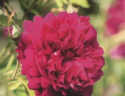 Produktbild von Moderne Romantikrose Thomas à Becket - Synonym Auswinston - Austin Rose - Duft ++