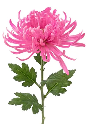 Produktbild von Clayre & Eef Kunstblume Rosa Kunststoff