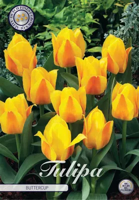 Artikelbild 2 von 'Tulpe Buttercup (7 Stück)' aus der Kategorie Tulpenzwiebeln