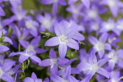 Produktbild von Campanula garganica, Glockenblume, blau, ca. 9x9 cm Topf