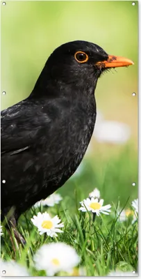 Produktbild von MuchoWow® 80x160 cm Outdoor-Poster Gartendeko Sichtschutz Garten Poster für den Garten  Vogel - Amsel - Blumen