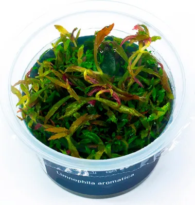 Produktbild von Limnophila aromatica In-Vitro Cup algen- und schneckenfrei