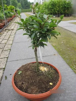 Produktbild von Malus sargentii Tina - Zierapfel Tina