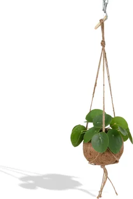 Produktbild von Kokodama Pilea Peperomioides 20cm Ø15cm Nachhaltige Pfannkuchenpflanze Deko