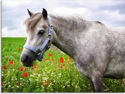 Produktbild von ARTland Glasbild Welshpony Größe: 60x45 cm