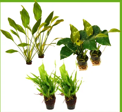Produktbild von 6 schöne Töpfe für Barsch-Aquarien: Anubias, Javafarn, Schwertpflanze