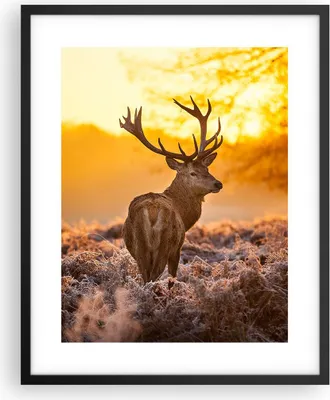 Produktbild von Gerahmtes Poster - Schwarzer Rahmen - Herbst landschaft natur blatt - 40x50 cm - Wand Bild - Wanddeko - Wandbilder - Wandposter - Bilderrahmen - Bilder - Kunstdruck - Wandbild - P2BPA40x50-2552