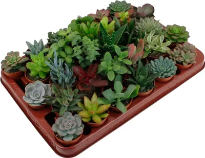 Zdjęcie produktu dla Trendyplants - Mieszanka sukulentów 30 sztuk - Wysokość 5-15 cm - Rozmiar doniczki Ø5,5 cm