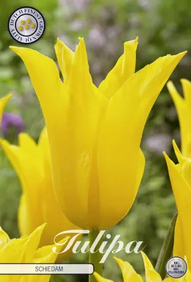 Artikelbild 2 von 'Tulpe Schiedam (7 Stück)' aus der Kategorie Tulpenzwiebeln