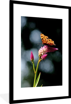 Produktbild von MuchoWow® Gerahmtes Poster Schmetterling - Blumen - Insekten 60x90 cm - Poster mit Schwarzem Bilderrahmen Wandposter Rahmen Foto Bilder - Dekoration - Wandposter Wohnzimmer - Hochwertig