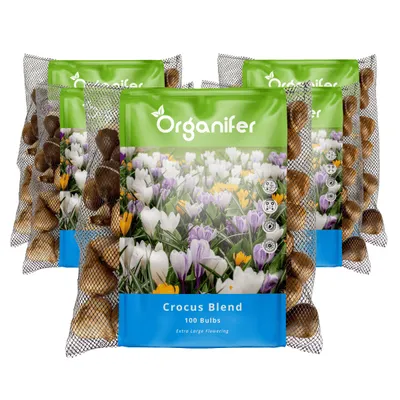 Obrázok produktu pre 500 Krokusových Cibulí – Velkokvětá Směs (XXL Velikost Cibulí 8/9 cm)