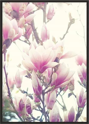 Image de Image Poster dans un cadre 43x33 cm Fleurs P1235
