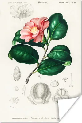 Produktbild von MuchoWow® Poster Pflanze - Vintage - Blatt 80x120 cm - Papierdruck