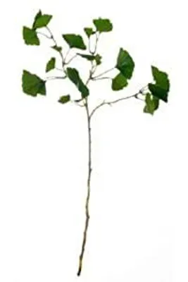 Image de ASA Gingko Zweig DEKO L 72 cm 66467444 /Abverkauf nur solange Vorrat reicht