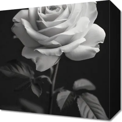 Image de Image 30 x 30 cm Feuilles de rose