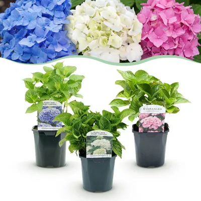 Immagine prodotto di Ortensia - Hydrangea macrophylla Tricolour - Fiore blu, rosa e bianco - 3 piante - Decidua - Bassa manutenzione - 30cm - Ø18cm - Pianta da giardino
