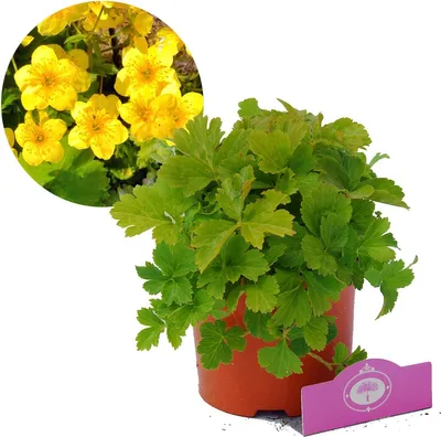 Immagine prodotto di Waldsteinia ternata, coprisuolo di fragole dorate, vaso da 2 litri