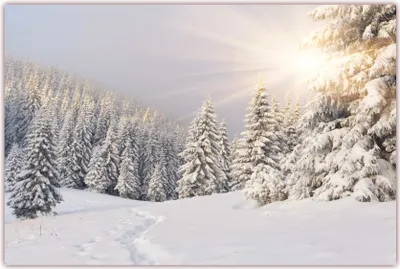 Produktbild von XXL Poster 100 x 70cm (F-220) Tiefverschneite Winterlandschaft mit Bäumen welche unter der Schneelast ?chzen, die Sonne strahlt vom Himmel (Lieferung gerollt!)
