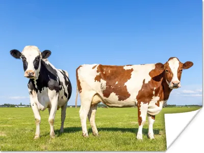 Produktbild von MuchoWow® Poster Kühe - Bauernhof - Gras - Natur - Tiere 160x120 cm - Foto Plakat