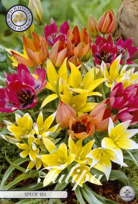 Artikelbild 2 von 'Tulpe Specie Mix (15 Stück)' aus der Kategorie Tulpenzwiebeln