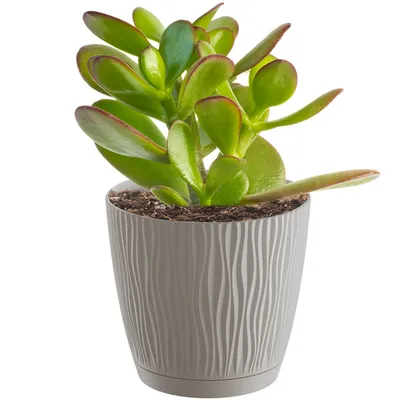 Obrázok produktu pre Kvetináč Plastový 13Cm Sandy P - Mocca