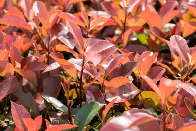 Produktbild von Photinia fraseri 'Red Robin' P 9 20- 40