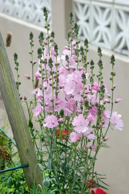 Produktbild von Sidalcea malviflora 'Elsie Heugh', rosa Blüten, ca. 11x11 cm Topf