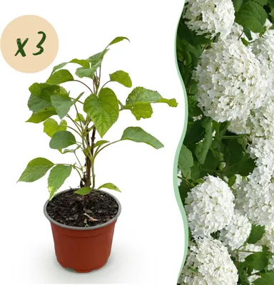 Image de Hydrangea arborescens Annabelle - Hortensia - Rustique - Blanc - 3 Plantes - 20-30cm - Ø12cm - Plante de jardin