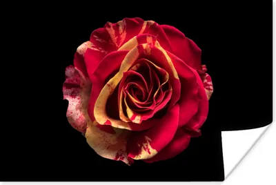Produktbild von MuchoWow® Poster Blume - Rose - Rot - Schwarz 60x40 cm - Schlafzimmerdekoration