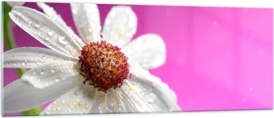 Produktbild von Bilder auf glas - Blume frühling garten - 140x50cm - Glasbilder - Wandbilder - Kunstdruck - zum Aufhängen bereit - Wanddekoration aus Glas - Glas Bilder - Wandbild auf Glas - GAB140x50-2469