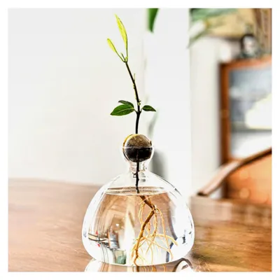Produktbild von Glasvase für Avocadobäume, klare Anbauvase für Avocados, Hydroponische Blumenvase für Dekoration, Hochzeit, Tisch, Wohnzimmer, Couchtisch (Transparent)