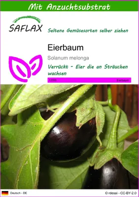 Produktbild von SAFLAX - Eierbaum - Solanum melonga - 20 Samen - Mit keimfreiem Anzuchtsubstrat