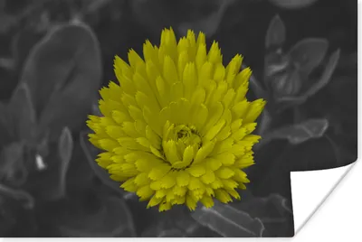 Produktbild von MuchoWow® Poster Blumen - Aquarell - Löwenzahn 60x40 cm - Schlafzimmerdekoration