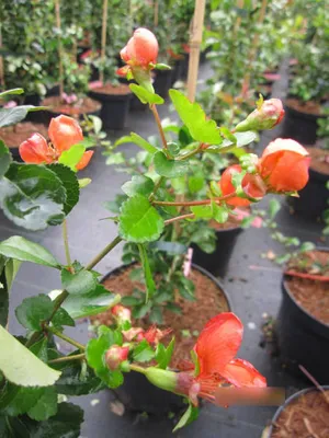 Produktbild von Chaenomeles japonica Cido Red - Zierquitte Cido Red - 40-60cm