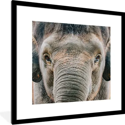 Produktbild von MuchoWow® Gerahmtes Poster Porträt eines Elefanten in Nahaufnahme 40x40 cm - Poster mit Schwarzem Bilderrahmen Wandposter Rahmen Foto Bilder - Poster - Plakat im Rahmen