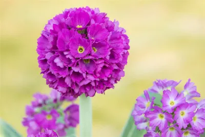 Produktbild von Primula denticulata 'Rubin', Kugelprimel, rubinrot, ca. 9x9 cm Topf