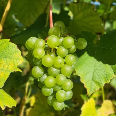 Produktbild von Weinrebe Cayuga White 2L