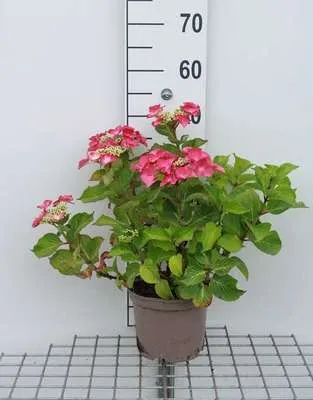 Obrázek produktu pro Hortenzie 'Teller Red' (červená/červená) - Hortenzie 25- 30 cm Kontejner