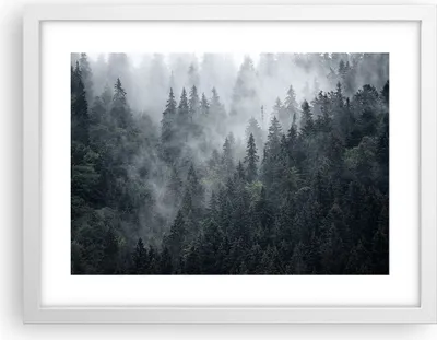 Produktbild von Gerahmtes Poster - Weißer Rahmen - Wald Baum Natur - 40x30 cm - Wand Bild - Wanddeko - Wandbilder - Kunstposter - Wandposter - Bilderrahmen - Bilder - Kunstdruck - Wandbild - P2WAA40x30-4074