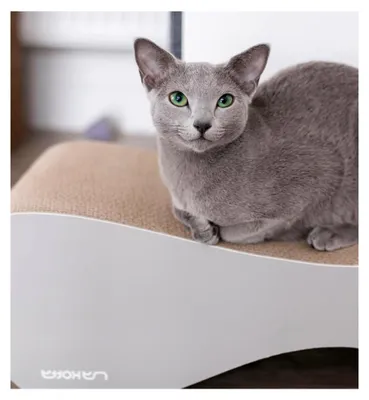 Produktbild von Stabile Kratzbank VIGO – Robustes Kratzmöbel für anspruchsvolle Katzen – Perfekt für Spielen, Liegen & Kratzen – Sicher & Ungiftig – 71x21x25 cm – Grau