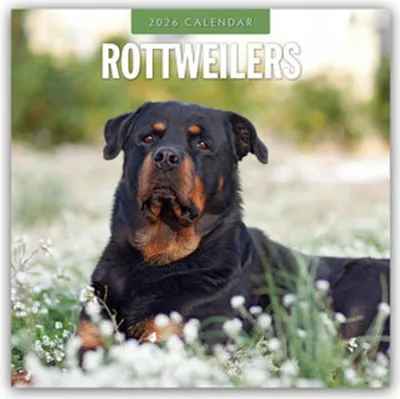 Produktbild von Rottweilers - Rottweiler 2026 - 16-Monatskalender